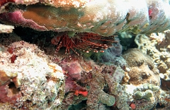 Velidhu - 2013_03_13 - IMG_0639rf_Laffe cornu ou poisson diale ou pterois a antennes - Pterois antennata_Maagiri_Plongee